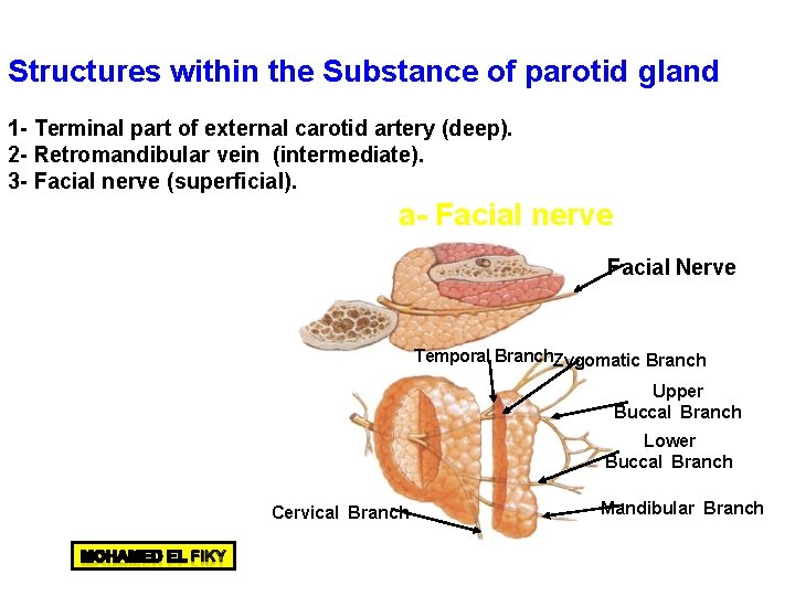 Structures within the Substance of parotid gland 1 - Terminal part of external carotid