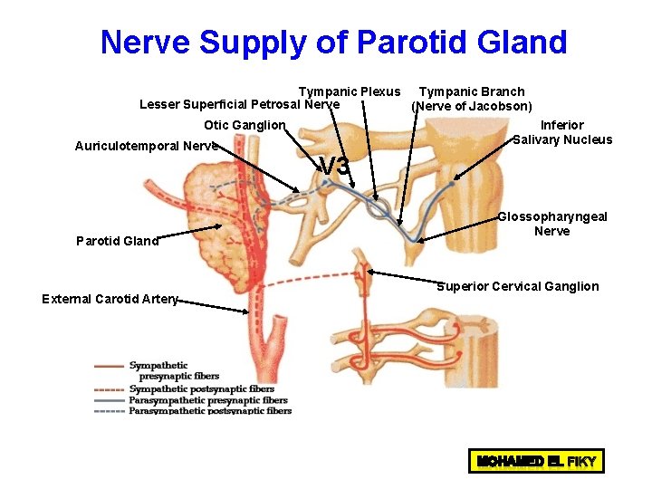 Nerve Supply of Parotid Gland Tympanic Plexus Tympanic Branch Lesser Superficial Petrosal Nerve (Nerve