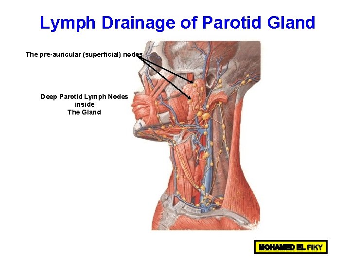 Lymph Drainage of Parotid Gland The pre-auricular (superficial) nodes Deep Parotid Lymph Nodes inside