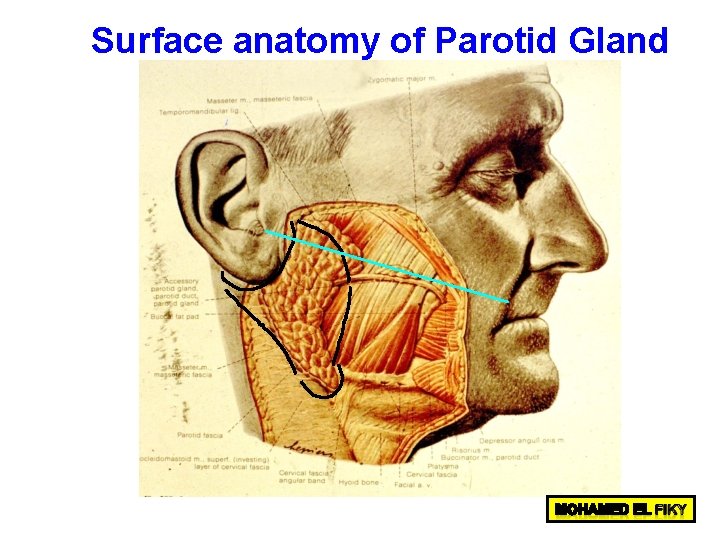 Surface anatomy of Parotid Gland 