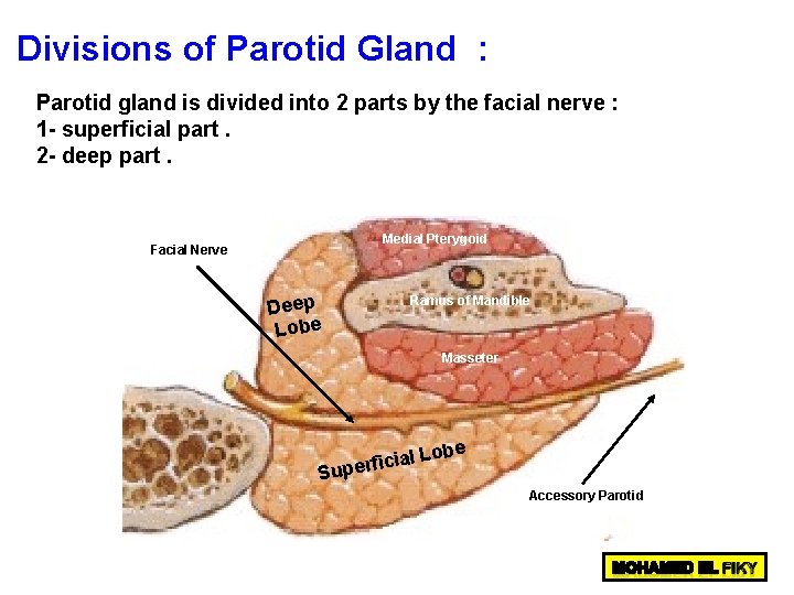 Head and Neck Parotid Gland Prof Dr Mohamed