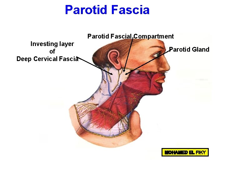 Parotid Fascial Compartment Investing layer of Deep Cervical Fascia Parotid Gland 