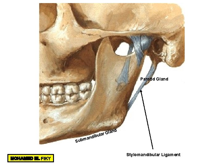 Parotid Gland d Glan r a l u ndib a m Sub Stylomandibular Ligament