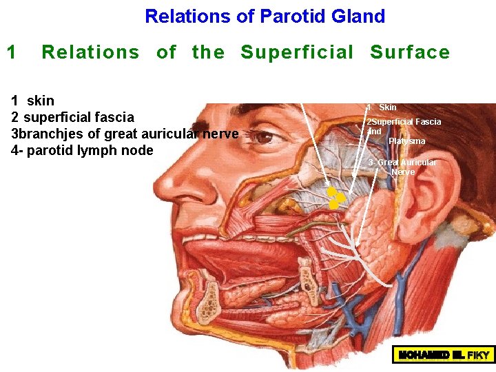 Relations of Parotid Gland 1 Relations of the Superficial Surface 1 skin 2 superficial