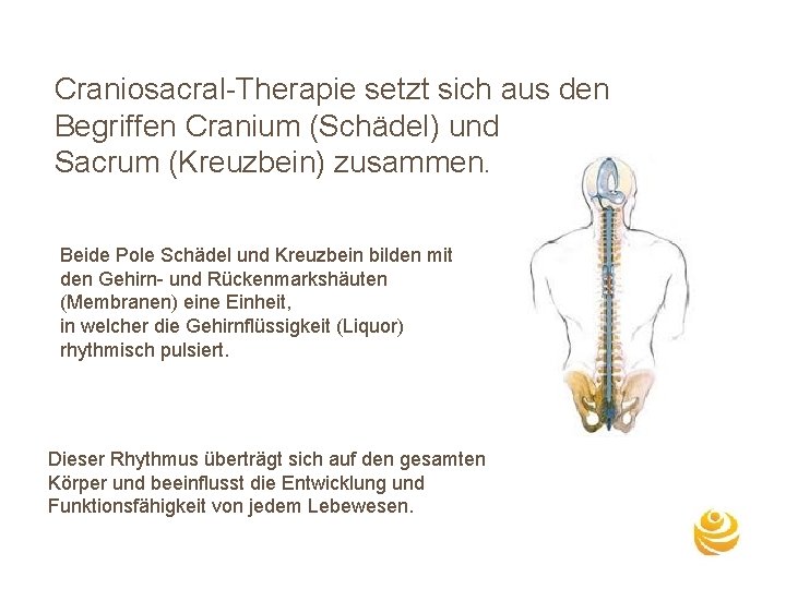 Craniosacral-Therapie setzt sich aus den Begriffen Cranium (Schädel) und Sacrum (Kreuzbein) zusammen. Beide Pole