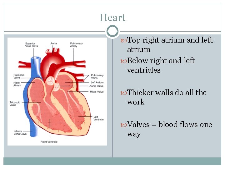 Heart Top right atrium and left atrium Below right and left ventricles Thicker walls