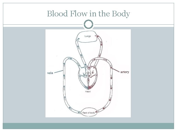 Blood Flow in the Body 