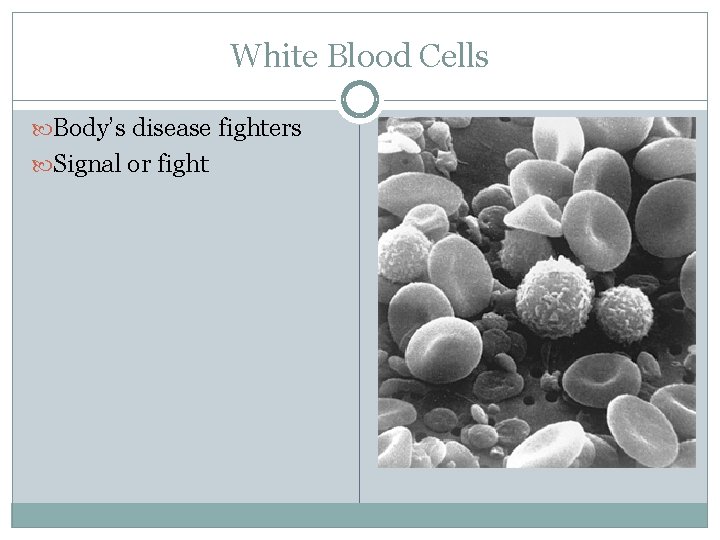 White Blood Cells Body’s disease fighters Signal or fight 