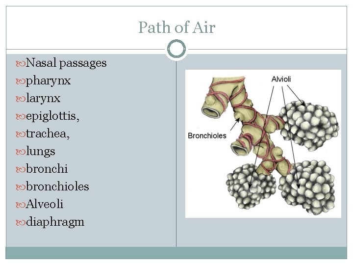 Path of Air Nasal passages pharynx larynx epiglottis, trachea, lungs bronchioles Alveoli diaphragm 