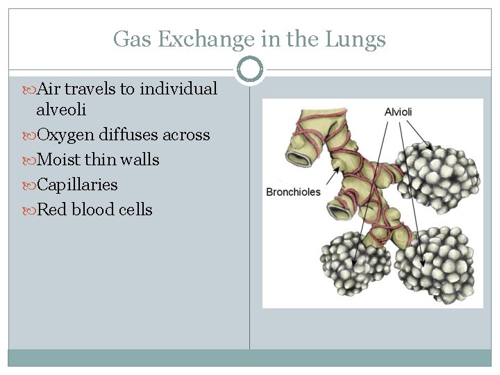 Gas Exchange in the Lungs Air travels to individual alveoli Oxygen diffuses across Moist