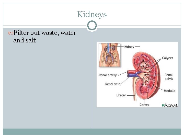 Kidneys Filter out waste, water and salt 