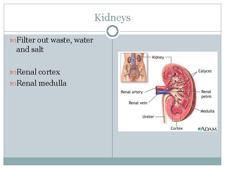 Kidneys Filter out waste, water and salt Renal cortex Renal medulla 