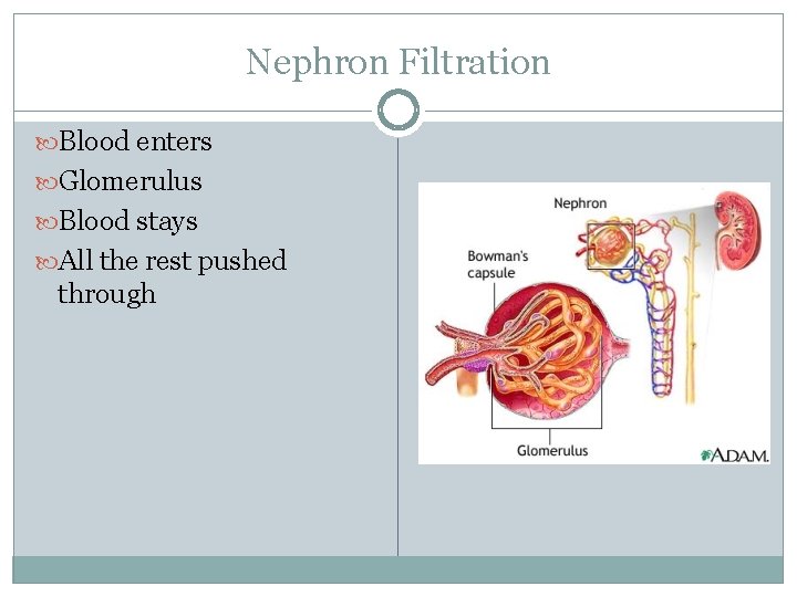 Nephron Filtration Blood enters Glomerulus Blood stays All the rest pushed through 