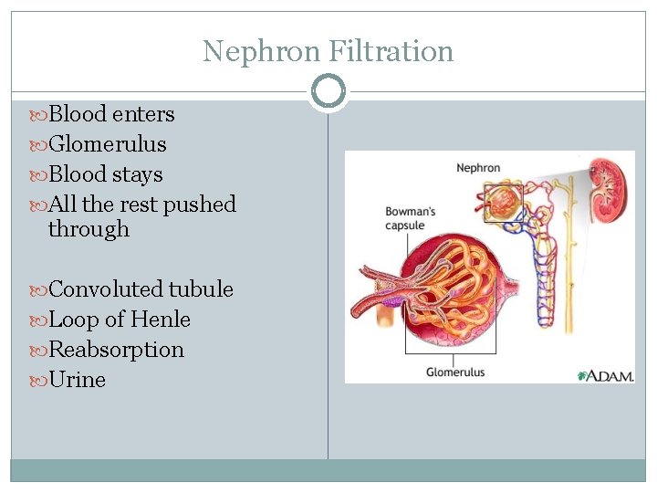 Nephron Filtration Blood enters Glomerulus Blood stays All the rest pushed through Convoluted tubule