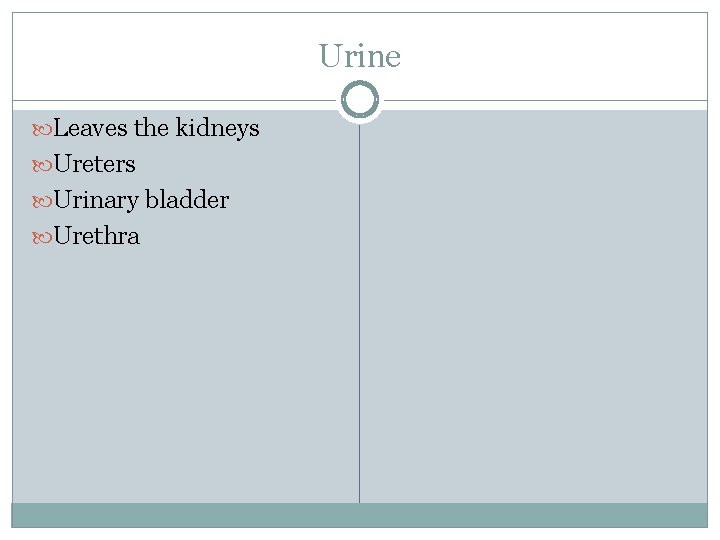 Urine Leaves the kidneys Ureters Urinary bladder Urethra 