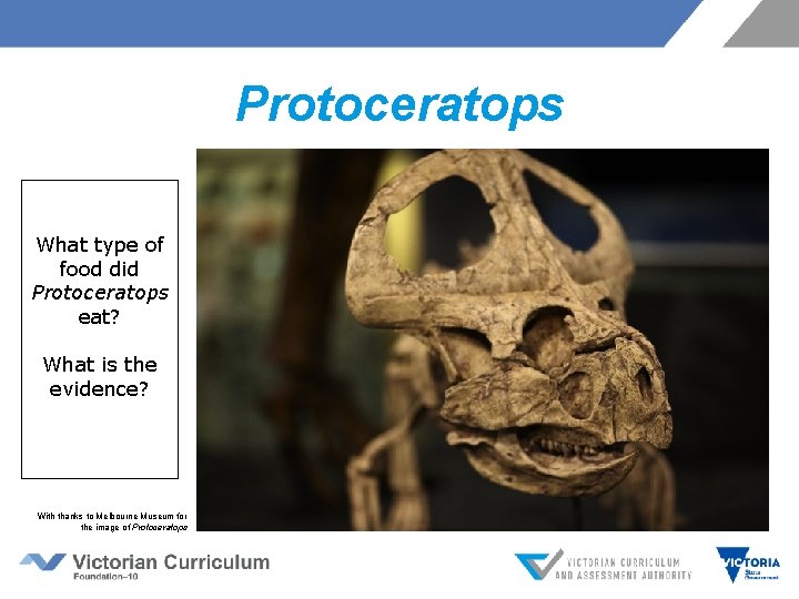 Protoceratops What type of food did Protoceratops eat? What is the evidence? With thanks