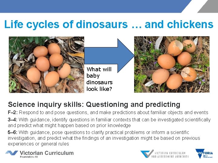 Life cycles of dinosaurs … and chickens What will baby dinosaurs look like? Science