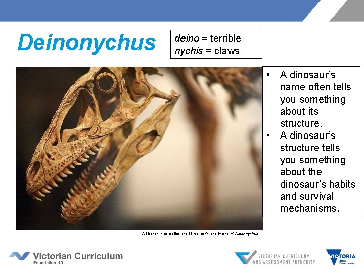  Deinonychus deino = terrible nychis = claws • A dinosaur’s name often tells