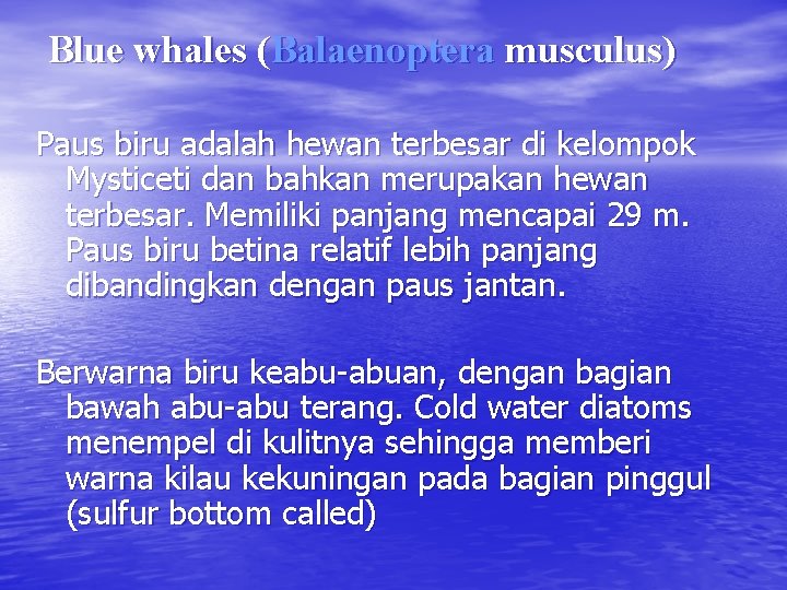 Blue whales (Balaenoptera musculus) Paus biru adalah hewan terbesar di kelompok Mysticeti dan bahkan