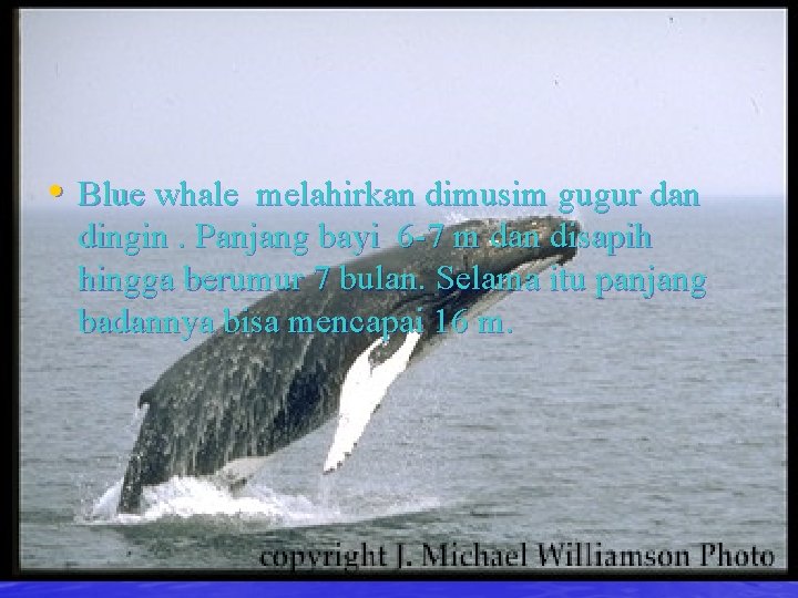  • Blue whale melahirkan dimusim gugur dan dingin. Panjang bayi 6 -7 m