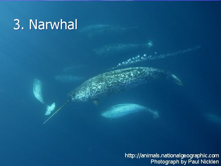 3. Narwhal http: //animals. nationalgeographic. com Photograph by Paul Nicklen 