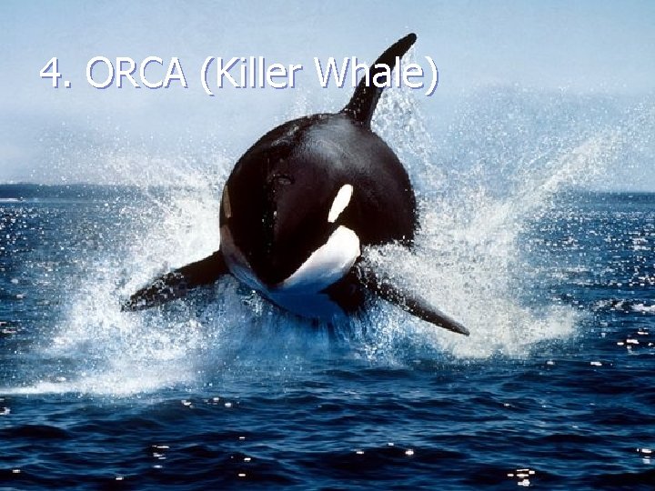 4. ORCA (Killer Whale) 