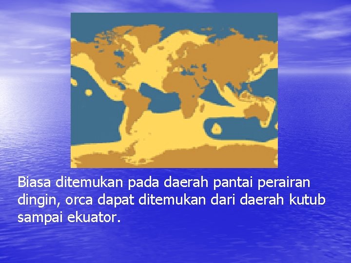 Biasa ditemukan pada daerah pantai perairan dingin, orca dapat ditemukan dari daerah kutub sampai