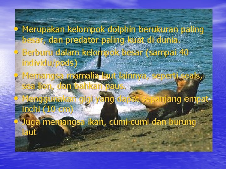  • Merupakan kelompok dolphin berukuran paling • • besar, dan predator paling kuat