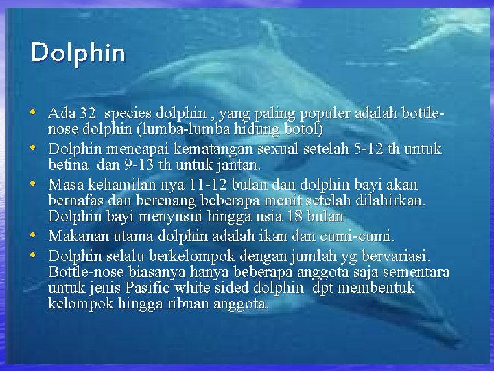 Dolphin • Ada 32 species dolphin , yang paling populer adalah bottle • •