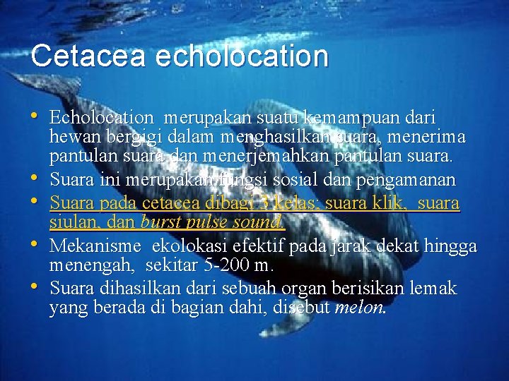 Cetacea echolocation • Echolocation merupakan suatu kemampuan dari • • hewan bergigi dalam menghasilkan