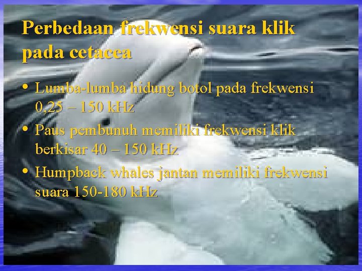 Perbedaan frekwensi suara klik pada cetacea • Lumba-lumba hidung botol pada frekwensi • •