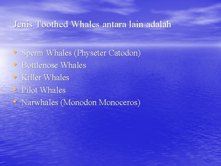 Jenis Toothed Whales antara lain adalah • • • Sperm Whales (Physeter Catodon) Bottlenose