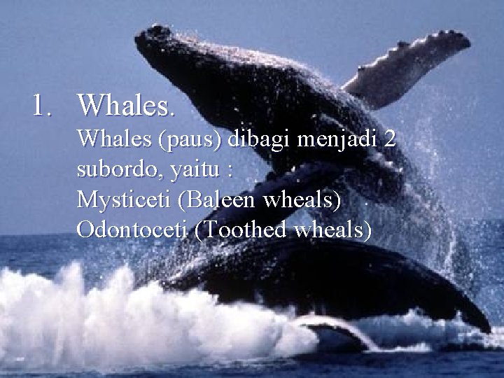 1. Whales (paus) dibagi menjadi 2 subordo, yaitu : Mysticeti (Baleen wheals) Odontoceti (Toothed