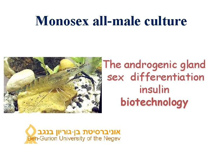 Monosex all-male culture The androgenic gland sex differentiation insulin biotechnology Monosex all-male culture The androgenic gland sex differentiation insulin biotechnology