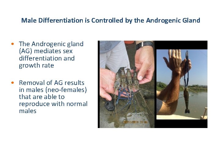 Male Differentiation is Controlled by the Androgenic Gland • The Androgenic gland (AG) mediates Male Differentiation is Controlled by the Androgenic Gland • The Androgenic gland (AG) mediates