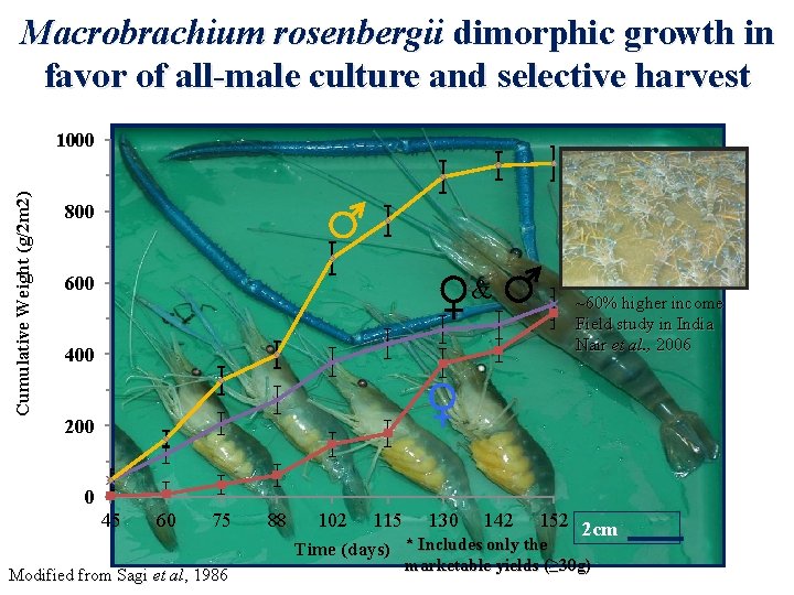 Macrobrachium rosenbergii dimorphic growth in favor of all-male culture and selective harvest Cumulative Weight Macrobrachium rosenbergii dimorphic growth in favor of all-male culture and selective harvest Cumulative Weight