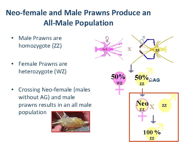 Neo-female and Male Prawns Produce an All-Male Population • Male Prawns are homozygote (ZZ) Neo-female and Male Prawns Produce an All-Male Population • Male Prawns are homozygote (ZZ)