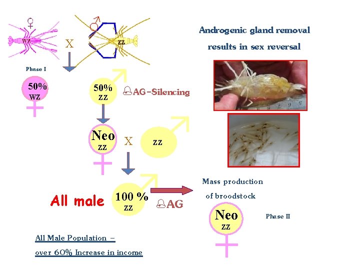 ♂ Androgenic gland removal results in sex reversal X Phase I 50% WZ 50% ♂ Androgenic gland removal results in sex reversal X Phase I 50% WZ 50%