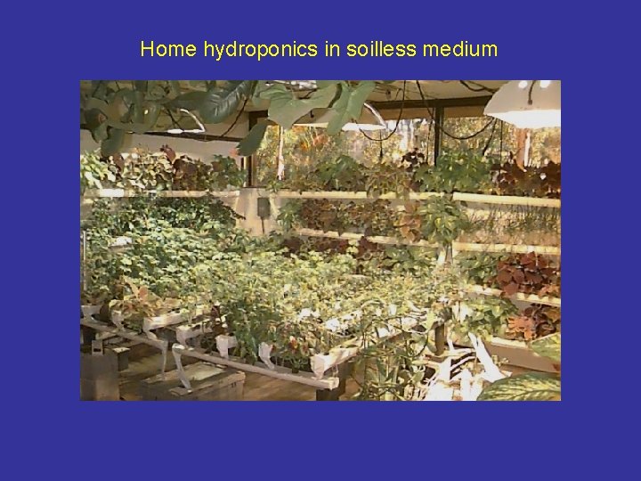 Home hydroponics in soilless medium 
