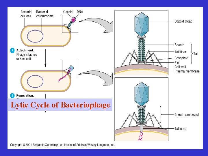 Lytic Cycle of Bacteriophage 