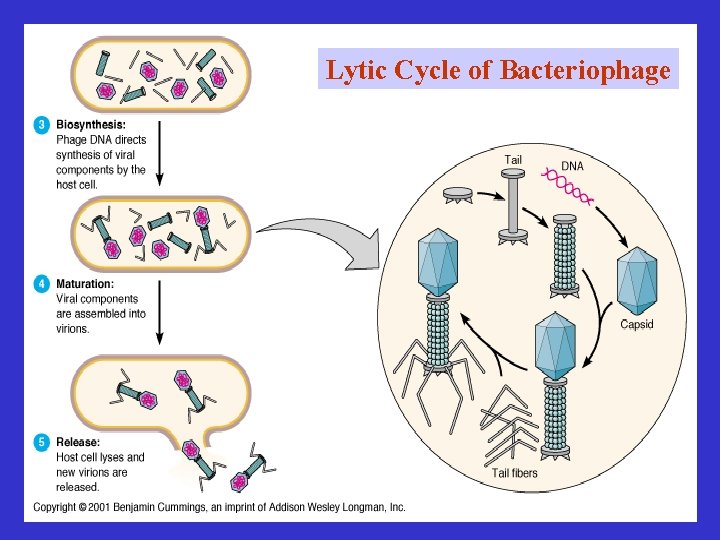 Lytic Cycle of Bacteriophage 