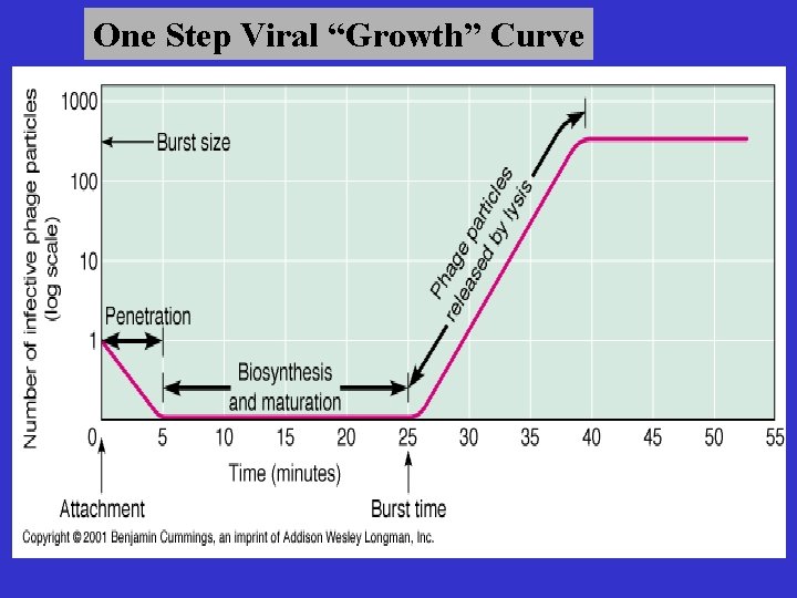 One Step Viral “Growth” Curve 