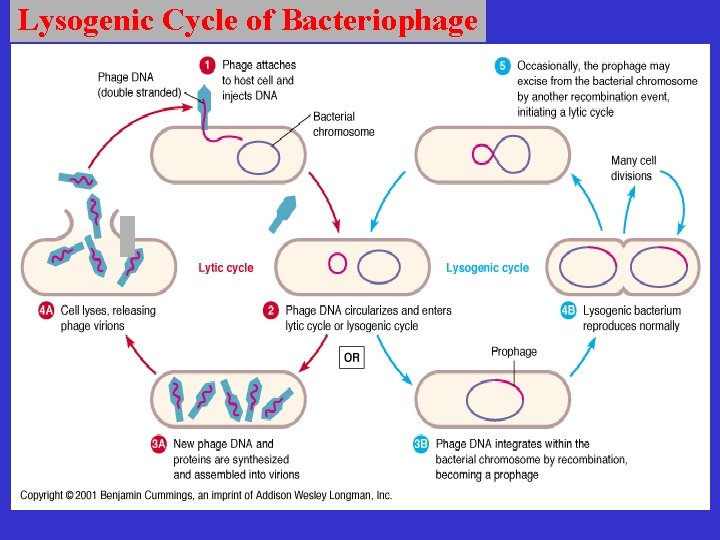 Lysogenic Cycle of Bacteriophage 