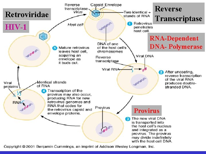 Retroviridae HIV-1 Reverse Transcriptase RNA-Dependent DNA- Polymerase Provirus 