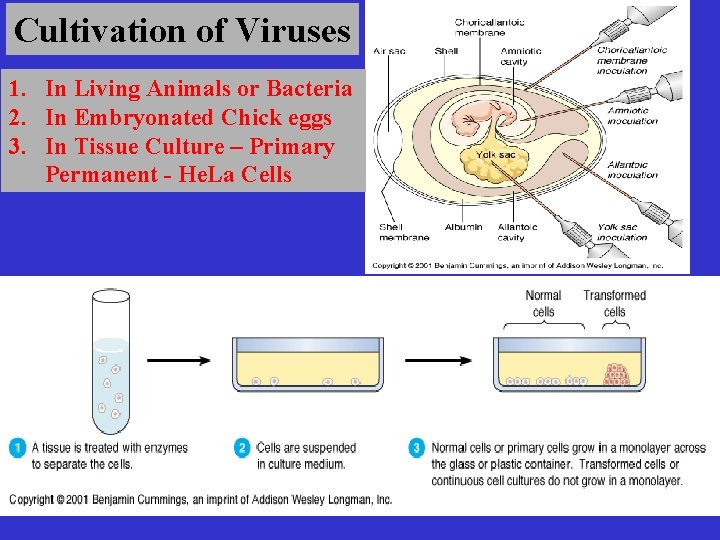 Cultivation of Viruses 1. In Living Animals or Bacteria 2. In Embryonated Chick eggs