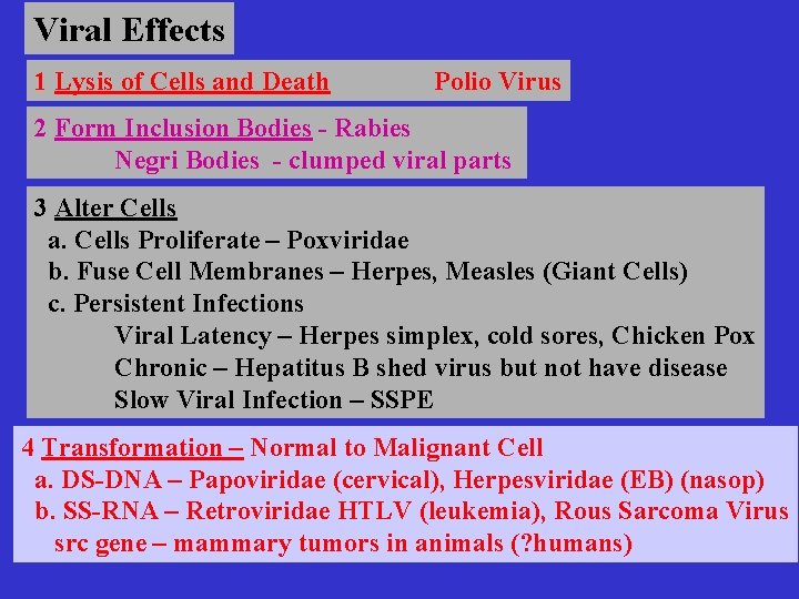 Viral Effects 1 Lysis of Cells and Death Polio Virus 2 Form Inclusion Bodies