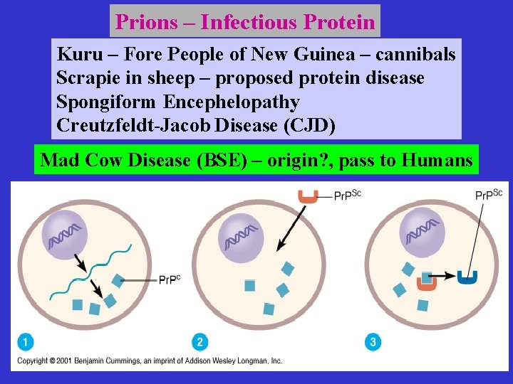 Prions – Infectious Protein Kuru – Fore People of New Guinea – cannibals Scrapie