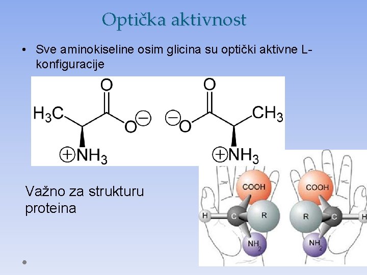 Optička aktivnost • Sve aminokiseline osim glicina su optički aktivne Lkonfiguracije Važno za strukturu