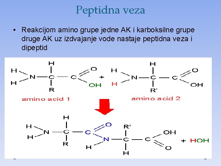 Peptidna veza • Reakcijom amino grupe jedne AK i karboksilne grupe druge AK uz