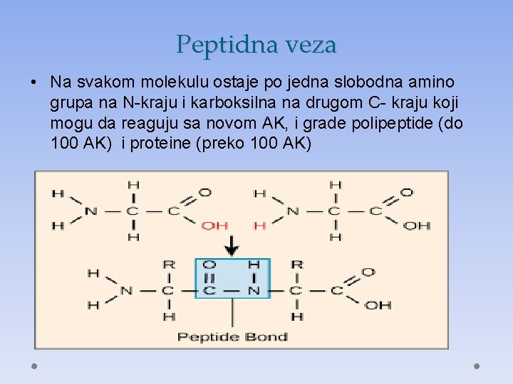 Peptidna veza • Na svakom molekulu ostaje po jedna slobodna amino grupa na N-kraju